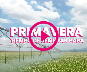 Siembra de Papa Mexicana